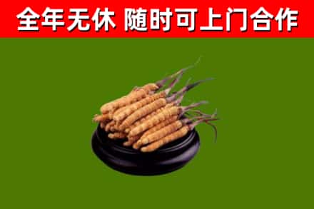 乌兰察布回收冬虫夏草